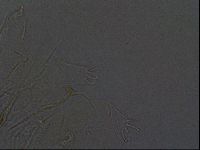 Echiniscus africanus image