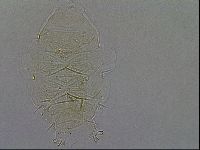 Echiniscus africanus image