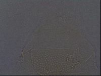 Echiniscus africanus image