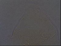 Echiniscus africanus image