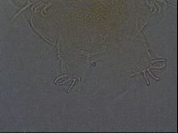 Echiniscus africanus image