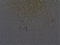 Echiniscus africanus image