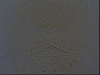 Echiniscus africanus image