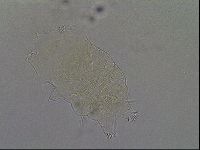 Echiniscus africanus image