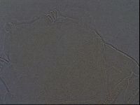 Echiniscus africanus image