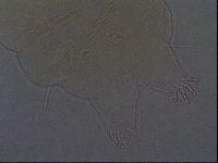 Echiniscus africanus image