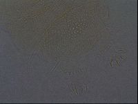Echiniscus africanus image