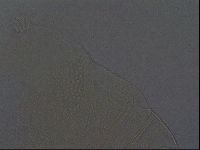 Echiniscus africanus image