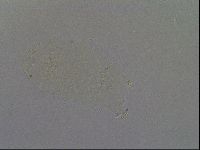 Echiniscus africanus image