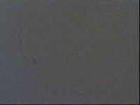 Echiniscus africanus image