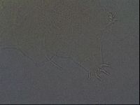 Echiniscus africanus image