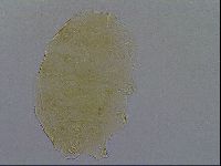 Echiniscus aliquantillus image