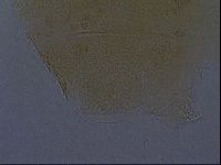 Echiniscus aliquantillus image