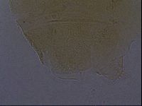 Echiniscus aliquantillus image