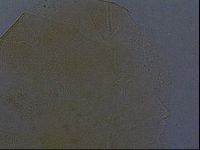 Echiniscus aliquantillus image