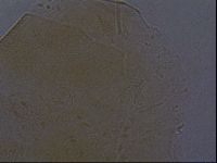Echiniscus aliquantillus image