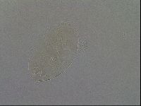 Echiniscus aliquantillus image