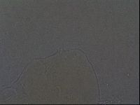 Echiniscus aliquantillus image