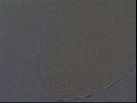 Echiniscus aliquantillus image
