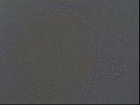 Echiniscus aliquantillus image
