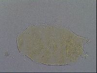 Echiniscus aliquantillus image