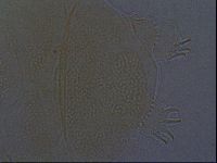 Echiniscus aliquantillus image
