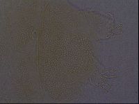 Echiniscus aliquantillus image