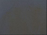 Echiniscus aliquantillus image