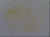 Echiniscus aliquantillus image