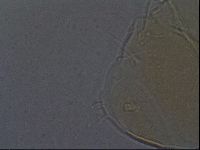 Echiniscus aliquantillus image