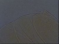 Echiniscus aliquantillus image