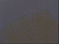 Echiniscus aliquantillus image