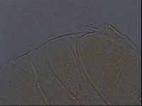 Echiniscus aliquantillus image