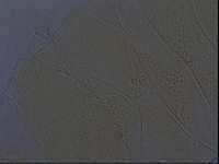 Echiniscus aliquantillus image