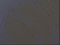Echiniscus aliquantillus image