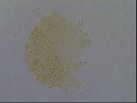Echiniscus aliquantillus image