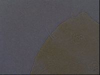 Echiniscus aliquantillus image
