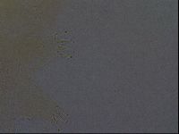 Echiniscus aliquantillus image