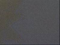 Echiniscus aliquantillus image