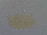 Echiniscus aliquantillus image