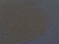 Echiniscus aliquantillus image
