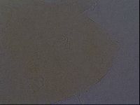 Echiniscus aliquantillus image