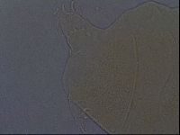Echiniscus aliquantillus image
