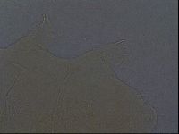 Echiniscus aliquantillus image