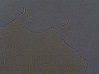 Echiniscus aliquantillus image