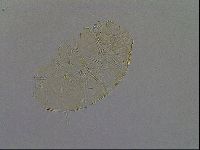 Echiniscus aliquantillus image