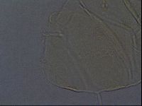 Echiniscus aliquantillus image