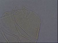 Echiniscus aliquantillus image