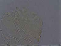 Echiniscus aliquantillus image