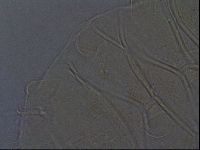 Echiniscus aliquantillus image